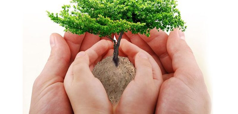 قانون الشجرة لتربية&nbsp;الأبناء